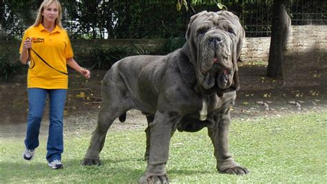 Worlds Biggest Dog (282lb BEAST!) OMG!